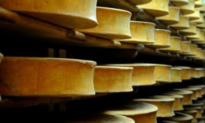 La sécheresse assouplit les règles de l'Abondance, du Beaufort et du Comté