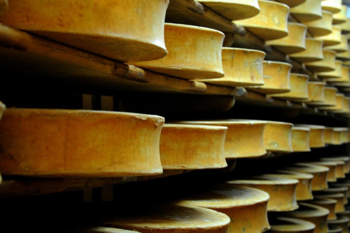 La sécheresse assouplit les règles de l'Abondance, du Beaufort et du Comté
