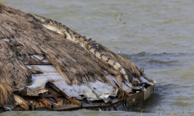 Les crocodiles s'invitent chez les Kényans à mesure que les lacs montent