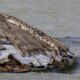 Les crocodiles s'invitent chez les Kényans à mesure que les lacs montent