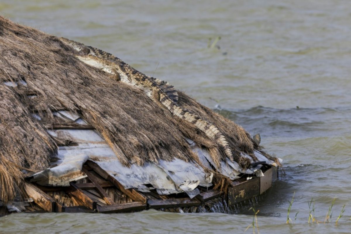 Les crocodiles s'invitent chez les Kényans à mesure que les lacs montent