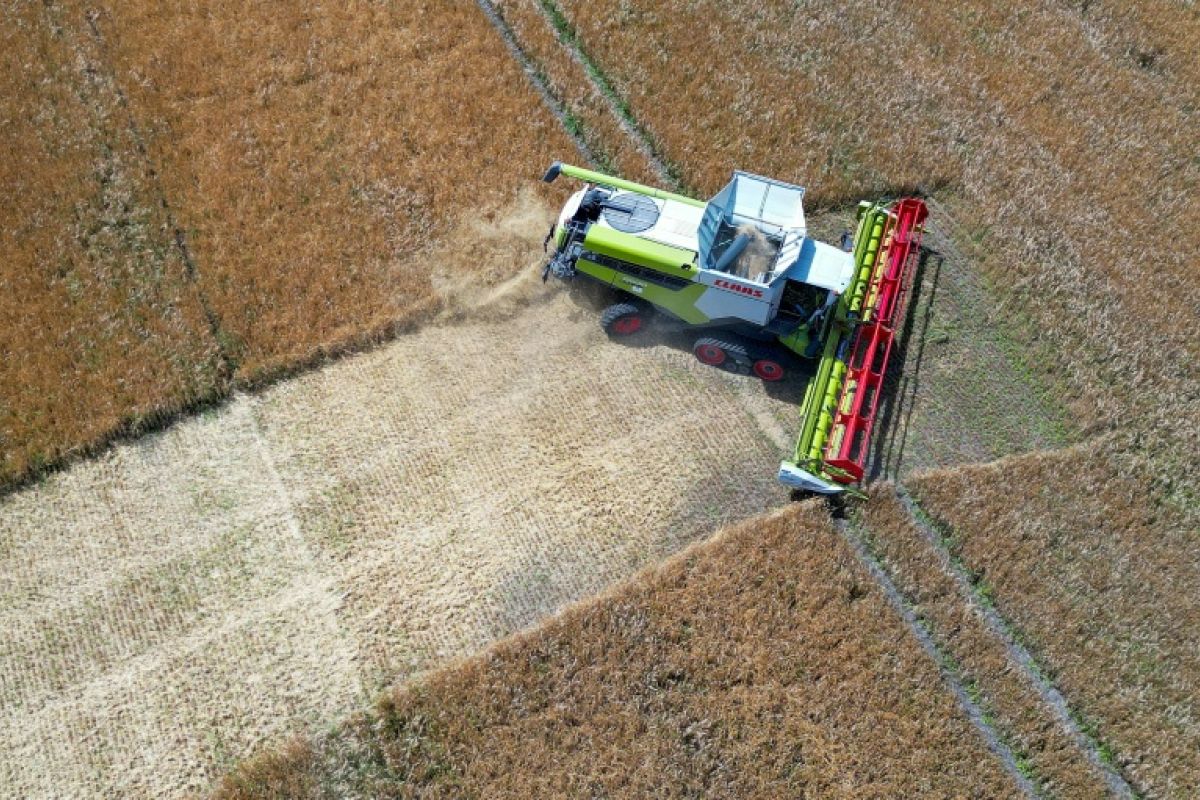 La sécheresse allemande assèche les champs et fait plonger les récoltes de céréales