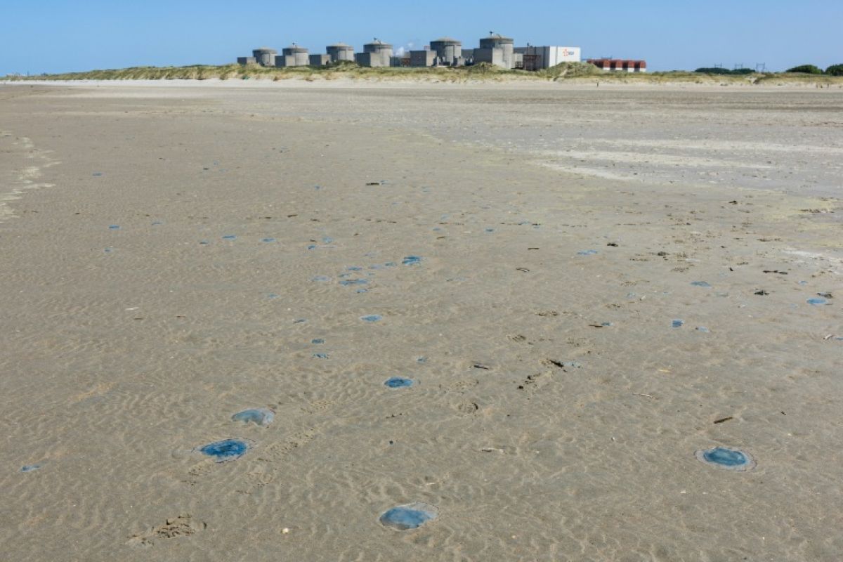 Gravelines se rebranche après l'invasion de méduses