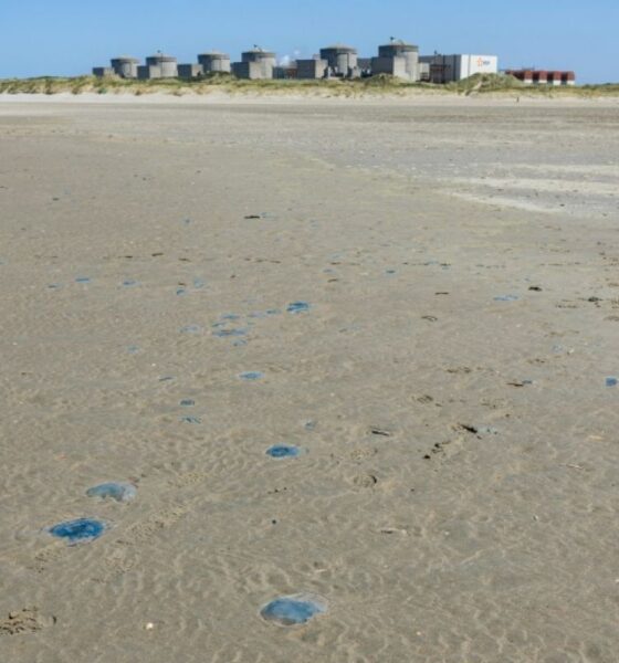 Des méduses forcent un réacteur nucléaire de Gravelines à s’arrêter pour la deuxième fois