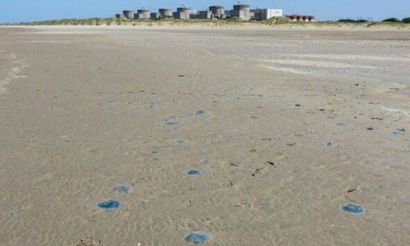 Des méduses forcent un réacteur nucléaire de Gravelines à s’arrêter pour la deuxième fois