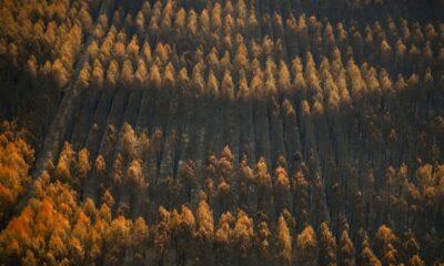 Des millions de pins calcinés à abattre d'urgence en Gironde