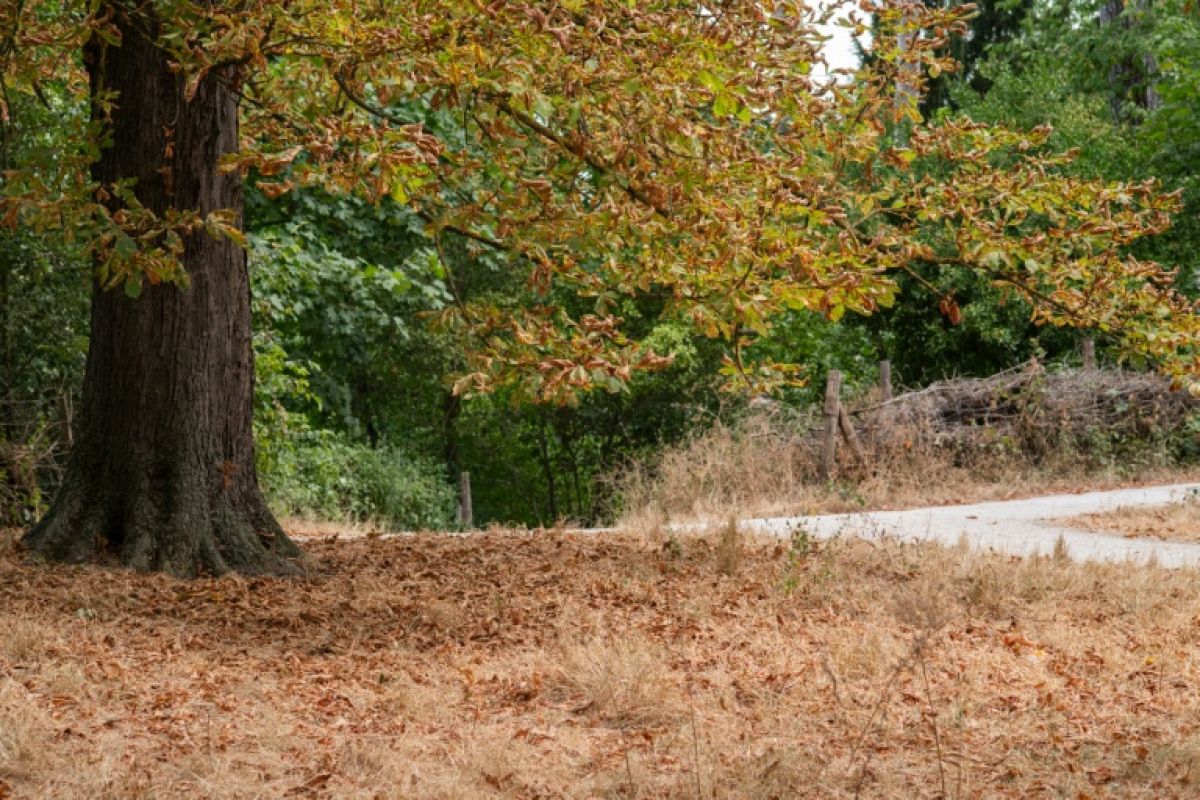 L'été assèche les nappes phréatiques, deux tiers sont déjà sous les normales