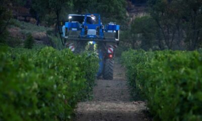 Des vendanges au milieu des cendres à Correns