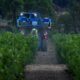 Des vendanges au milieu des cendres à Correns