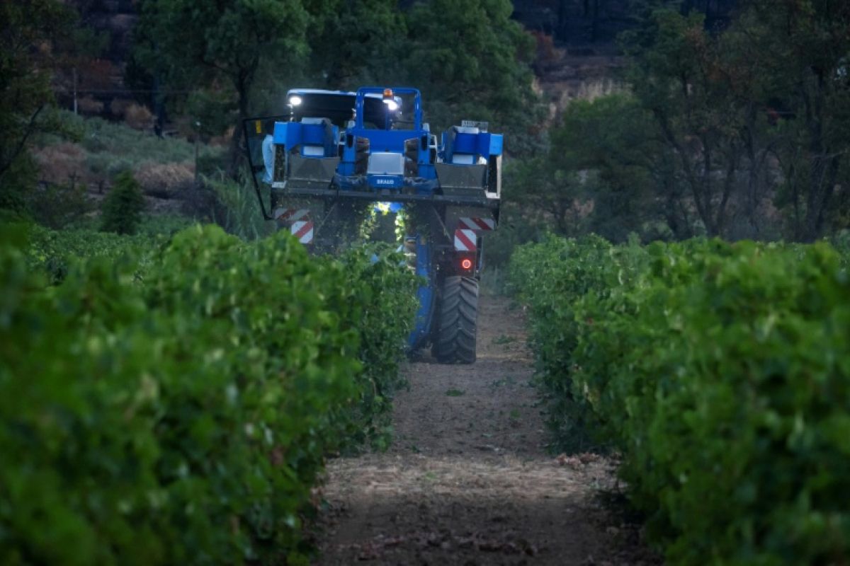 Des vendanges au milieu des cendres à Correns