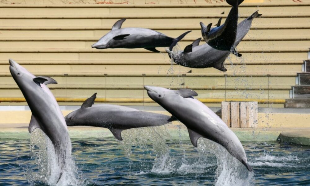 Beauval abandonne son delphinarium pour les dauphins de Marineland