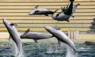 Beauval abandonne son delphinarium pour les dauphins de Marineland