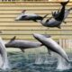 Beauval abandonne son delphinarium pour les dauphins de Marineland