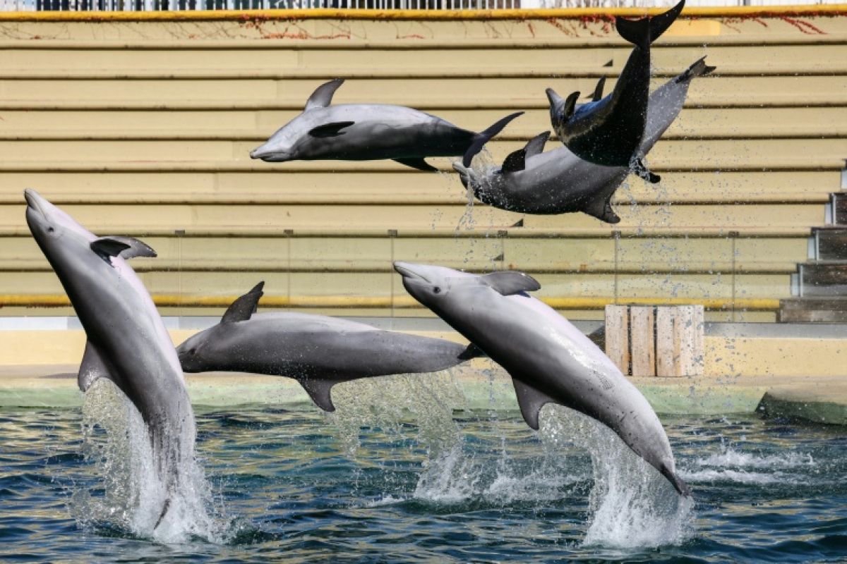 Beauval abandonne son delphinarium pour les dauphins de Marineland