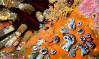 Ces coraux vieux de mille ans racontent un El Niño qui s'emballe