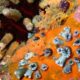 Ces coraux vieux de mille ans racontent un El Niño qui s'emballe