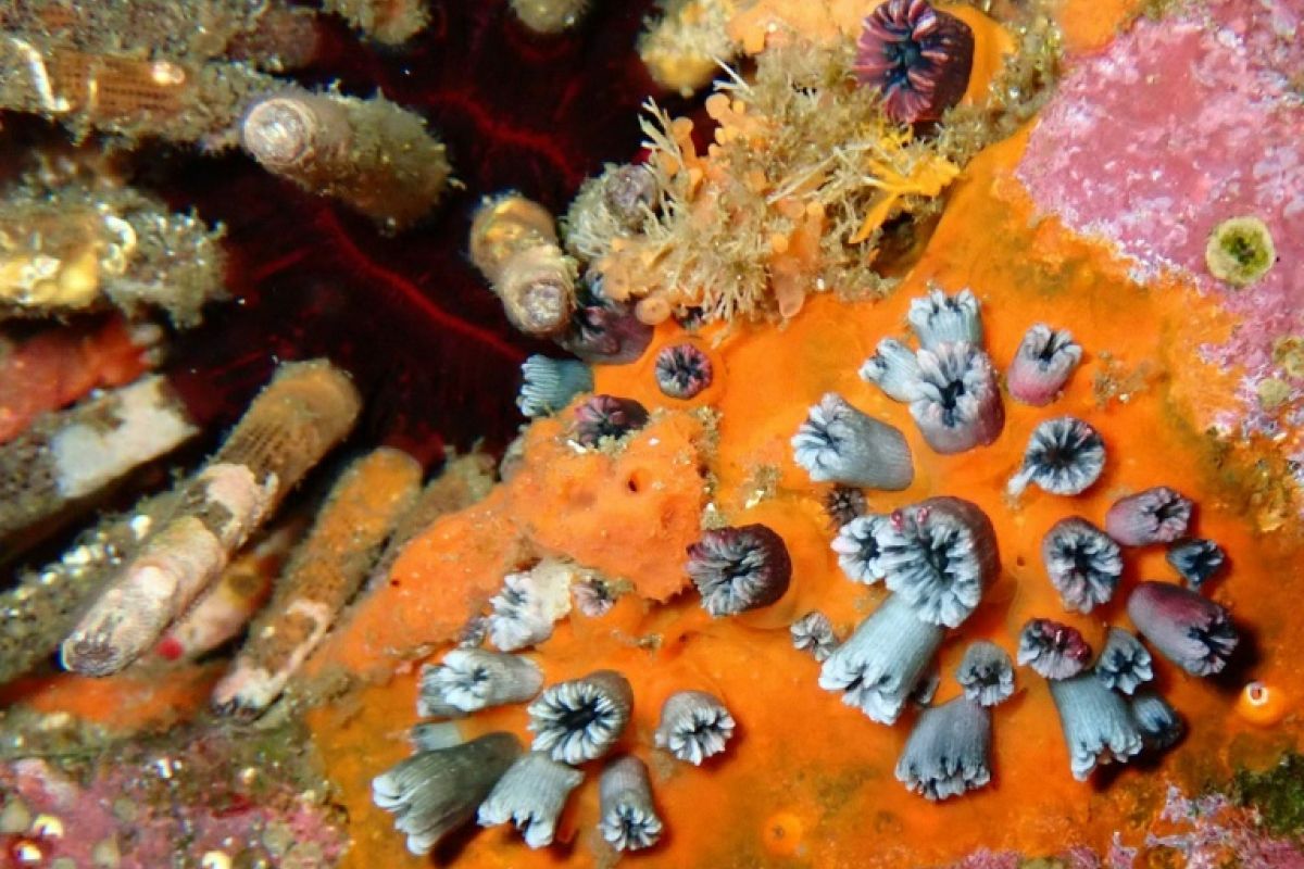 Ces coraux vieux de mille ans racontent un El Niño qui s'emballe