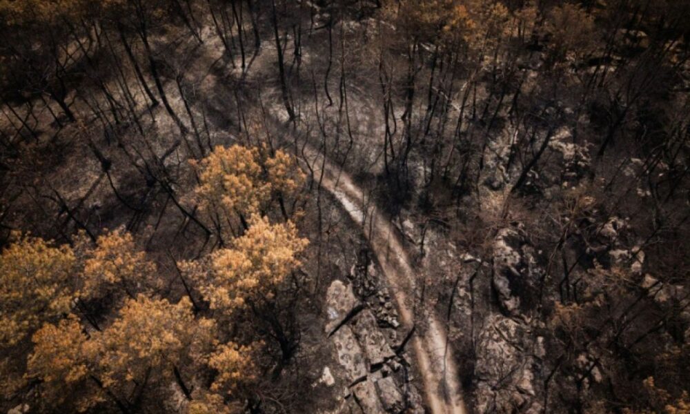 La forêt de Fontainebleau rouvre partiellement ses sentiers ce samedi