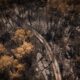 La forêt de Fontainebleau rouvre partiellement ses sentiers ce samedi