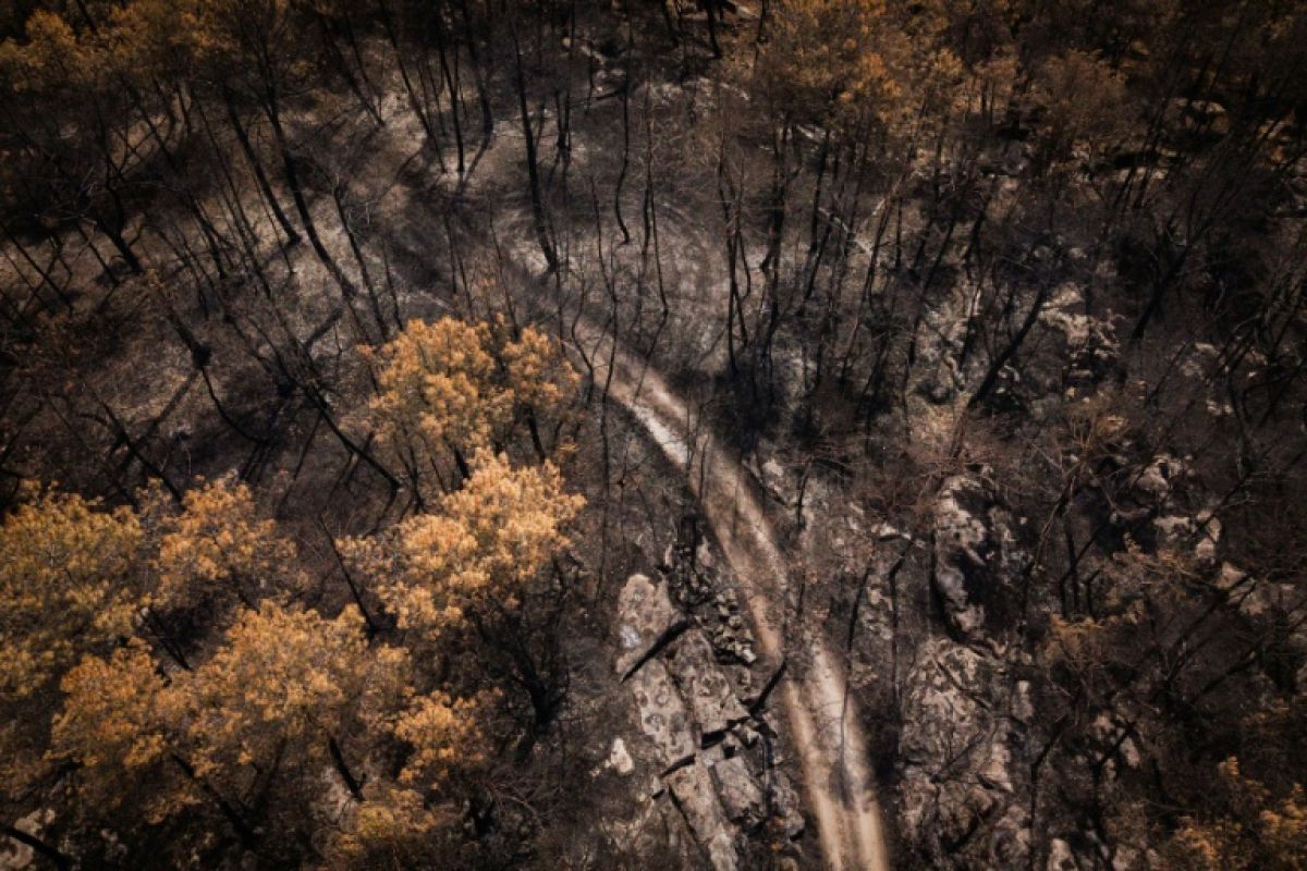 La forêt de Fontainebleau rouvre partiellement ses sentiers ce samedi