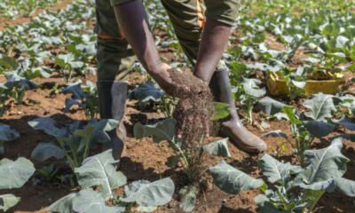 Lombrics et mouches, les nouveaux héros de l'agriculture kényane