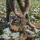 Lombrics et mouches, les nouveaux héros de l'agriculture kényane