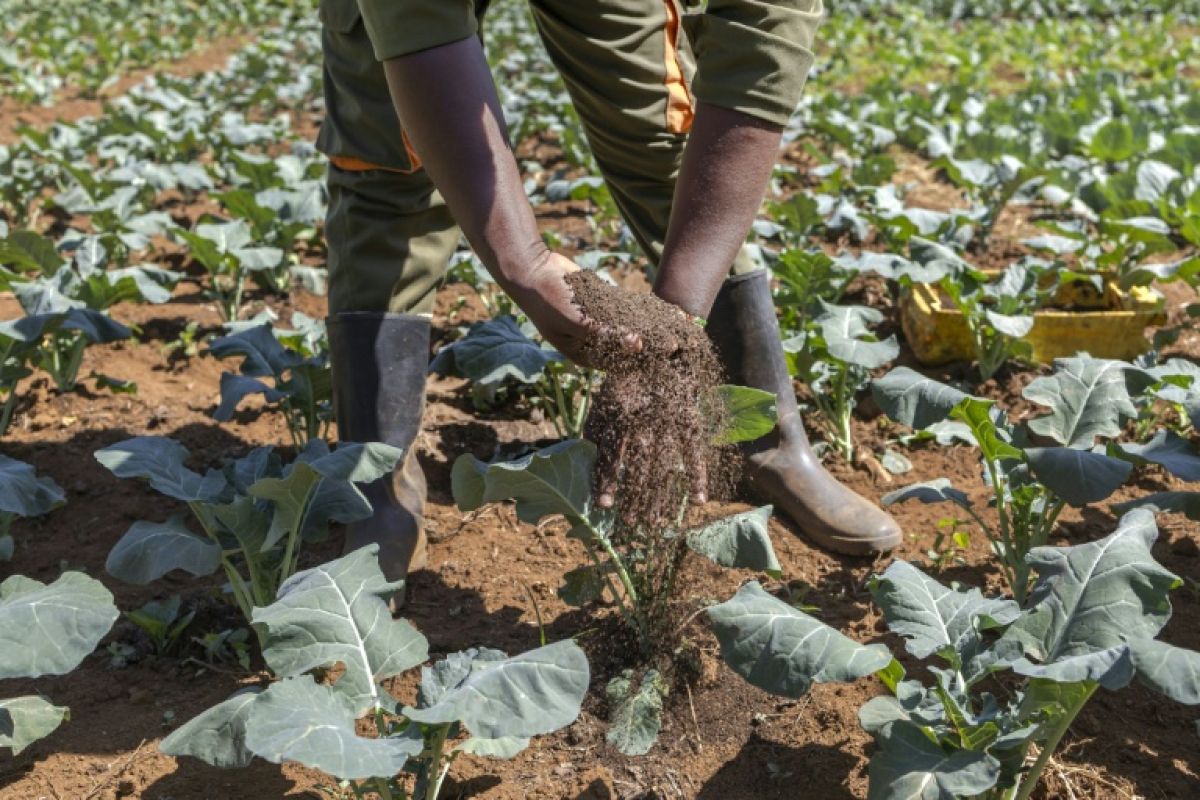 Lombrics et mouches, les nouveaux héros de l'agriculture kényane