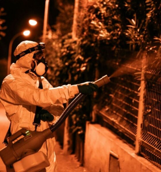 Le moustique tigre propage chikungunya, dengue et virus du Nil dans le sud de la France