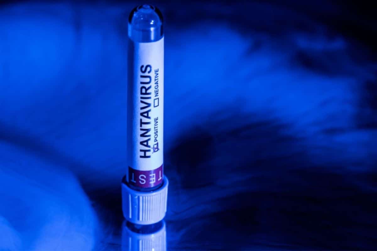 La seule souche d'hantavirus transmissible entre humains détectée après un voyage