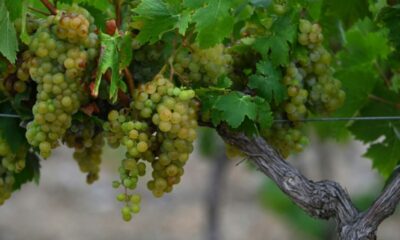 La météo met le vignoble français au défi et bouscule toutes les prévisions