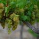 La météo met le vignoble français au défi et bouscule toutes les prévisions