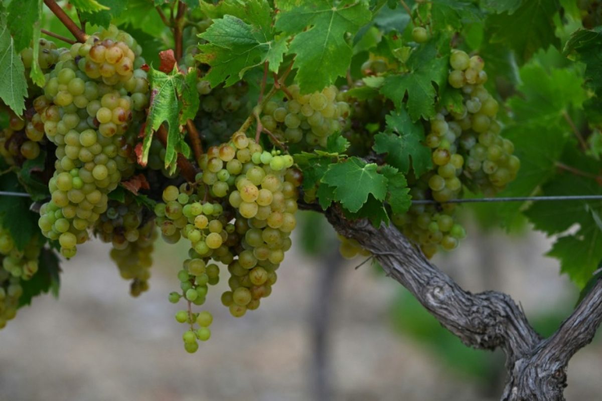 La météo met le vignoble français au défi et bouscule toutes les prévisions
