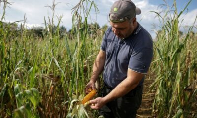 La chaleur a grillé le maïs du Sud-Ouest et les producteurs sonnent l'alerte
