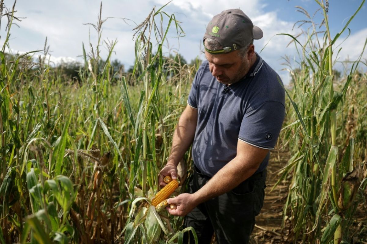 La chaleur a grillé le maïs du Sud-Ouest et les producteurs sonnent l'alerte