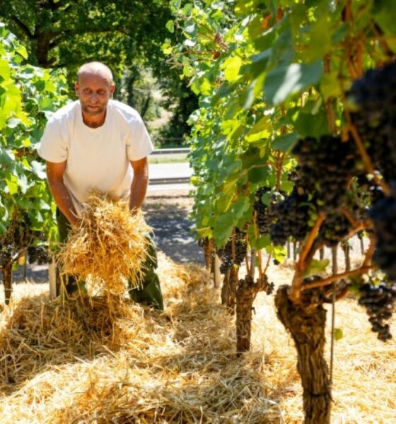 Dans la vallée du Rhin, un vigneron étend de la paille pour sauver ses raisins de la fournaise