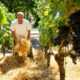 Dans la vallée du Rhin, un vigneron étend de la paille pour sauver ses raisins de la fournaise