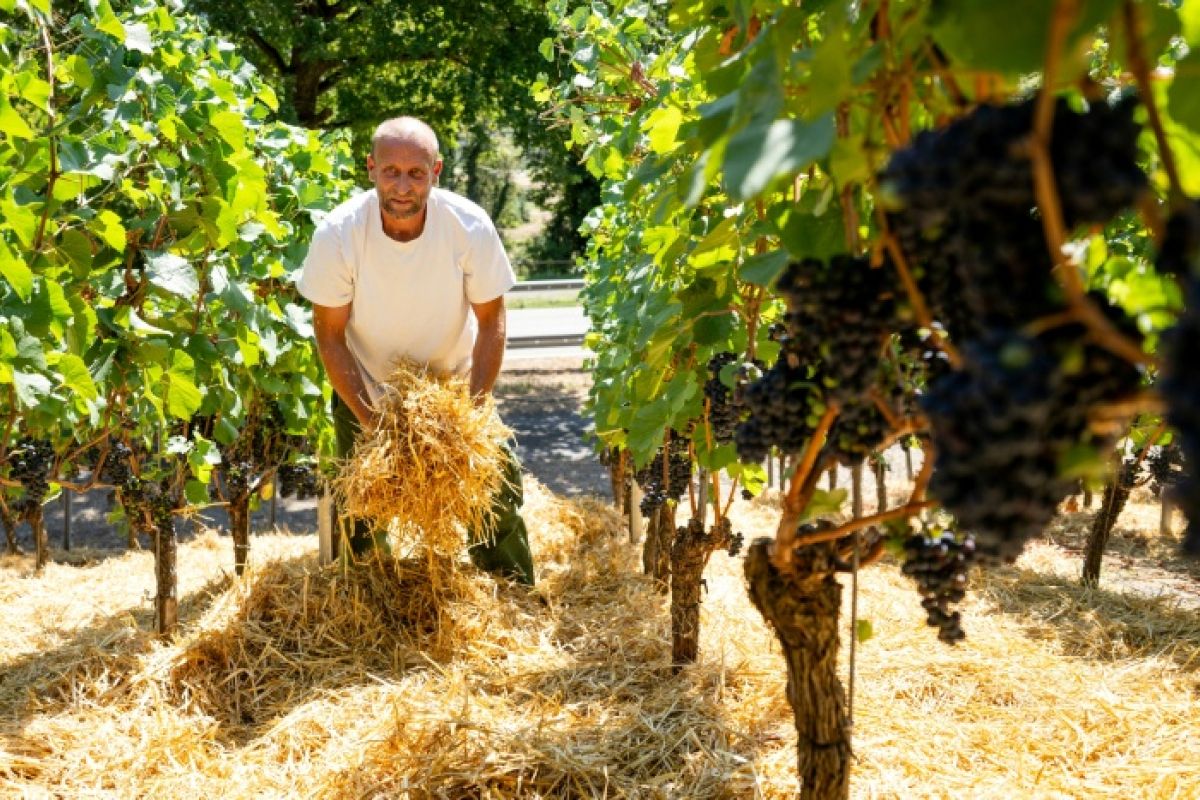Dans la vallée du Rhin, un vigneron étend de la paille pour sauver ses raisins de la fournaise