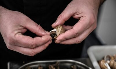 En Bourgogne, les escargots grillent sous la canicule et une filière doute de son avenir