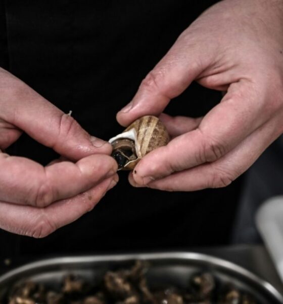 En Bourgogne, les escargots grillent sous la canicule et une filière doute de son avenir