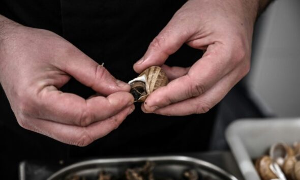 En Bourgogne, les escargots grillent sous la canicule et une filière doute de son avenir
