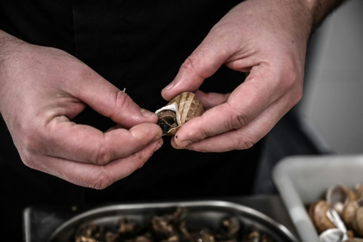 En Bourgogne, les escargots grillent sous la canicule et une filière doute de son avenir