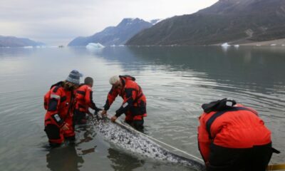 Les narvals, nouveaux espions du climat arctique