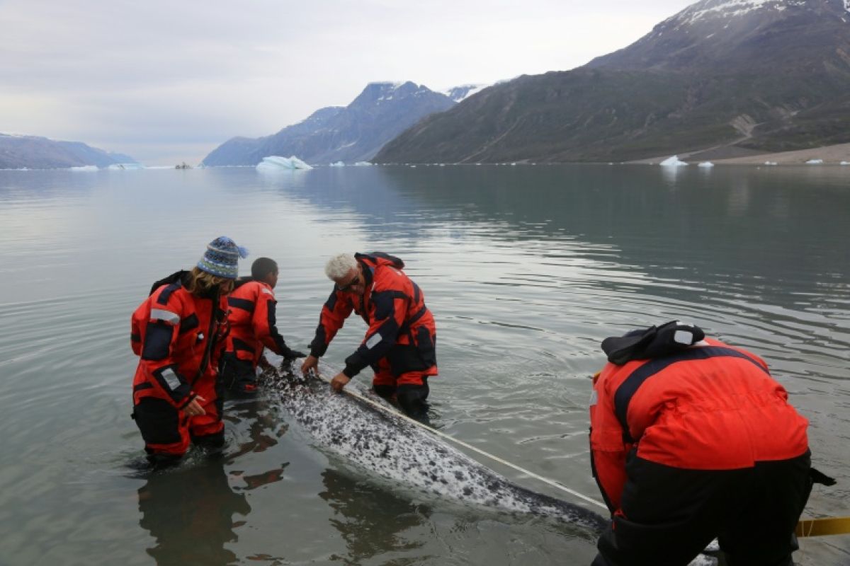 Les narvals, nouveaux espions du climat arctique