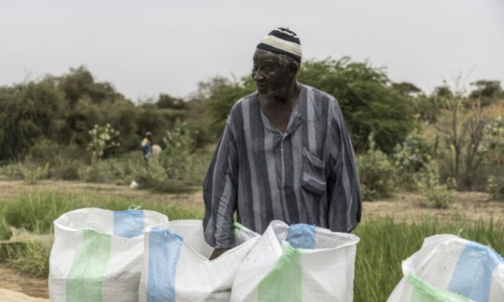 Au Sénégal, des poissons dans les rizières soignent les hommes et remplissent les greniers