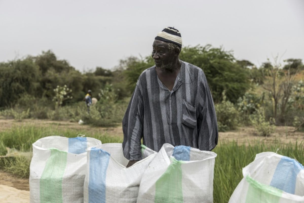 Au Sénégal, des poissons dans les rizières soignent les hommes et remplissent les greniers