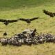 Des dizaines de vautours fauves ont attaqué un veau au Pays basque et l'éleveuse demande des comptes