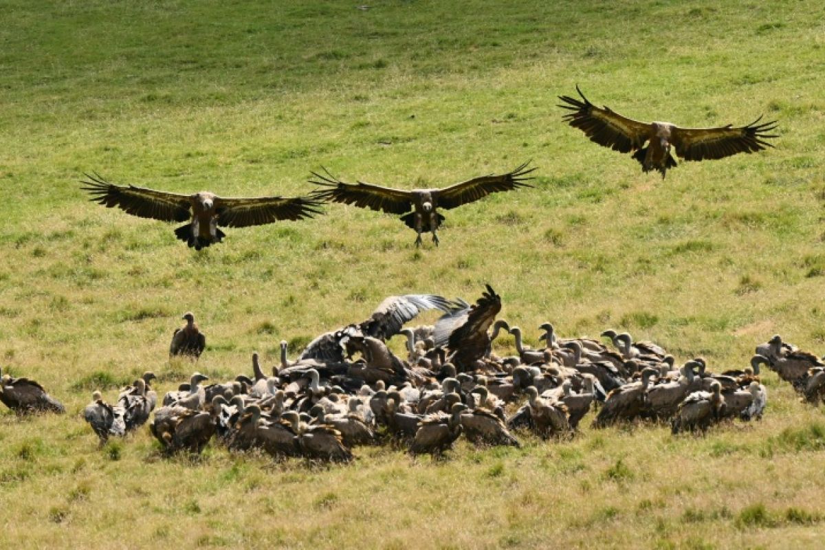 Des dizaines de vautours fauves ont attaqué un veau au Pays basque et l'éleveuse demande des comptes