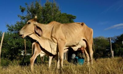 El Niño assèche l'Amérique centrale et pousse des millions de familles vers la faim
