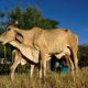 El Niño assèche l'Amérique centrale et pousse des millions de familles vers la faim