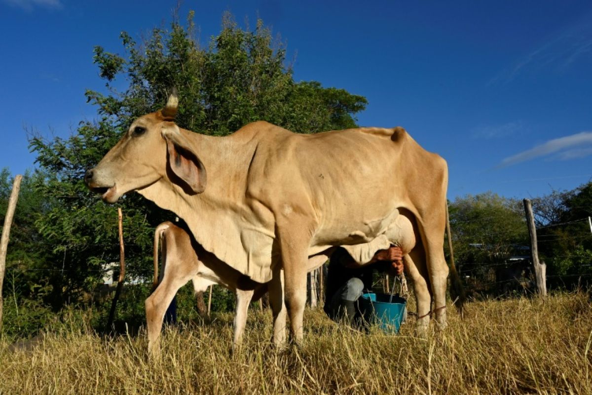 El Niño assèche l'Amérique centrale et pousse des millions de familles vers la faim